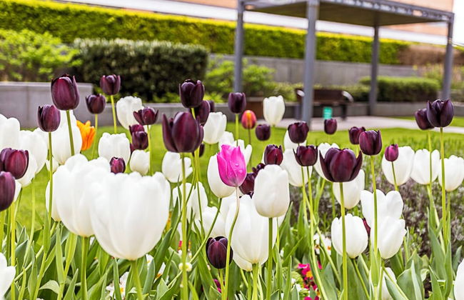 Beautiful, Central Studio in Chelsea - Foto 21