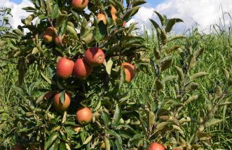 Ferienhaus - Kern - Foto 40