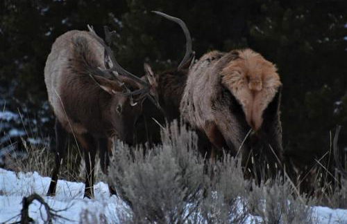 Lone Mountain Retreat - Foto 36