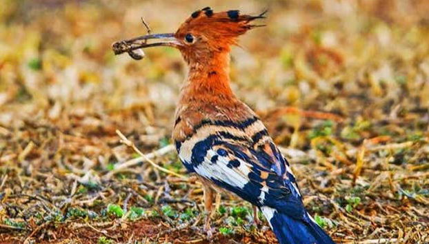 Excursión desde Kampala