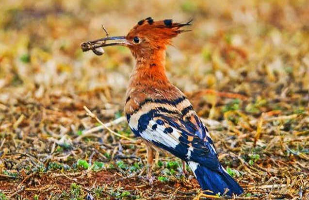 Excursión al santuario de rinocerontes Ziwa - Foto 3