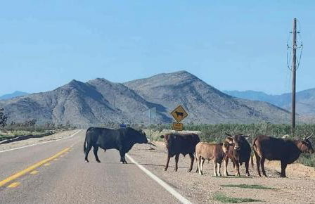 Arizona Adventure Awaits: Glamping Rental Offering Exquisite Views - Foto 19