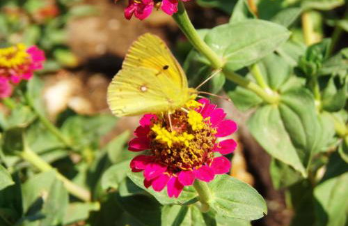 Ninho Da Poupa - Foto 21