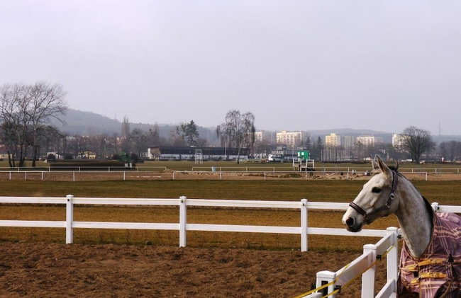 Lion Apartments - Parkur 2 - Foto 26