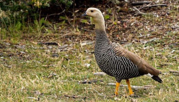 Uccello della Terra del Fuoco