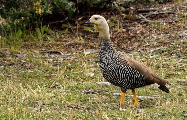 Tierra del Fuego National Park Tour - Photo 3