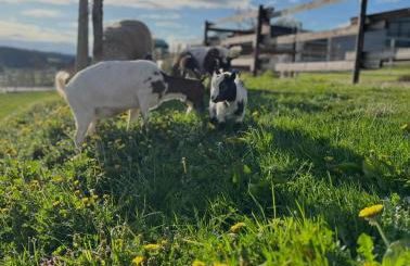Wohlfühl-Ferienhaus Eifel-Landurlaub mit Herz - Foto 30