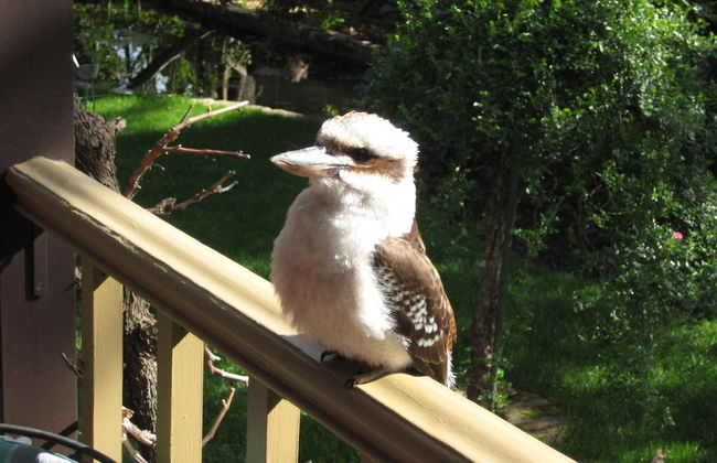 Bungunyah Apartments - Foto 66