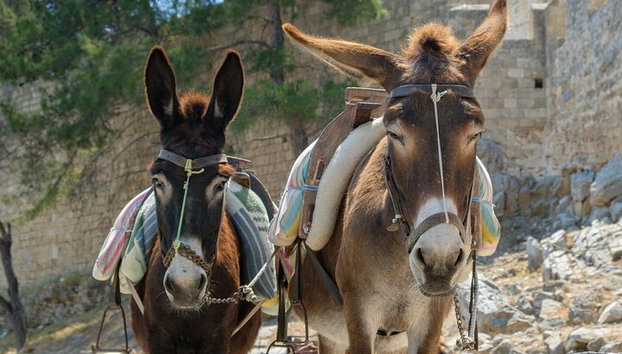 Rhodes Self Drive 4x4 Expedición al desierto y almuerzo tradicional - Foto 5