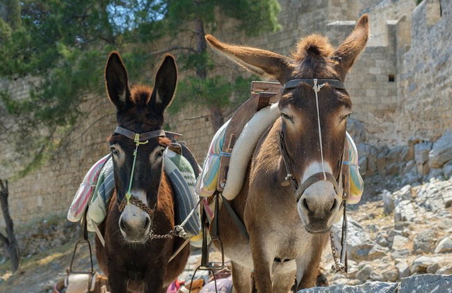 Rhodes Self Drive 4x4 Expedición al desierto y almuerzo tradicional - Foto 5