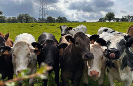 Domaine Les Fontaines - Foto 23