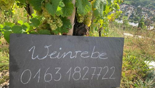 Weinrebe - Foto 3