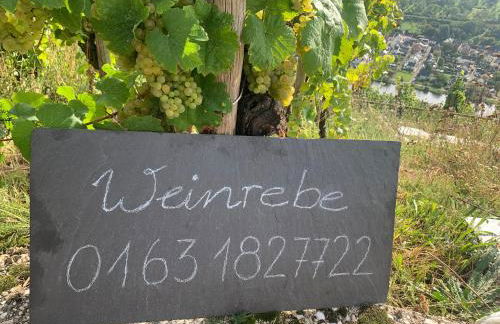 Weinrebe - Foto 3