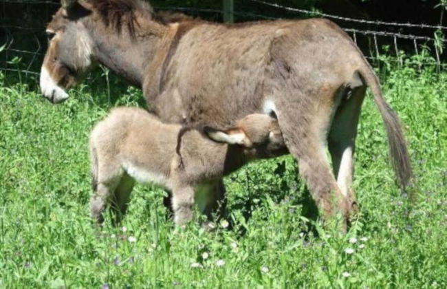 Agriturismo il Marrugio - Foto 22
