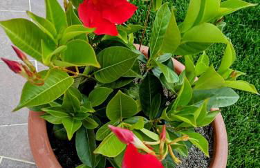 Stella di mare - appartamenti vista incantevole su Moneglia - Foto 77