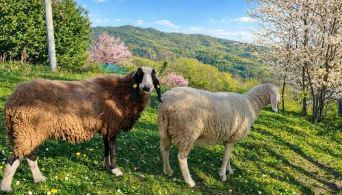 Le Zie Valdilana - Foto 4