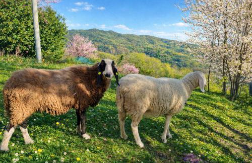 Le Zie Valdilana - Foto 4