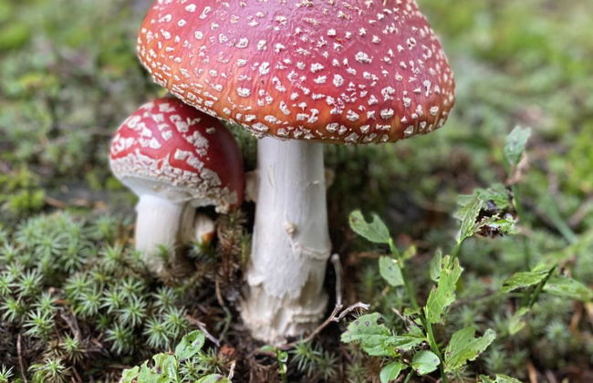 Chalet Bijou+ 1 OG - Foto 26