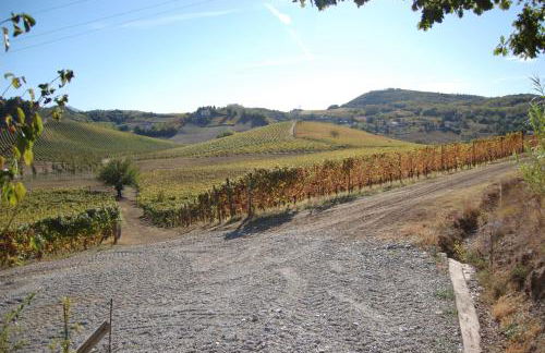 Azienda Agricola La Ghibellina - Foto 31