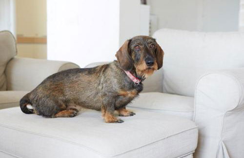 Maison del Bassotto - Photo 39