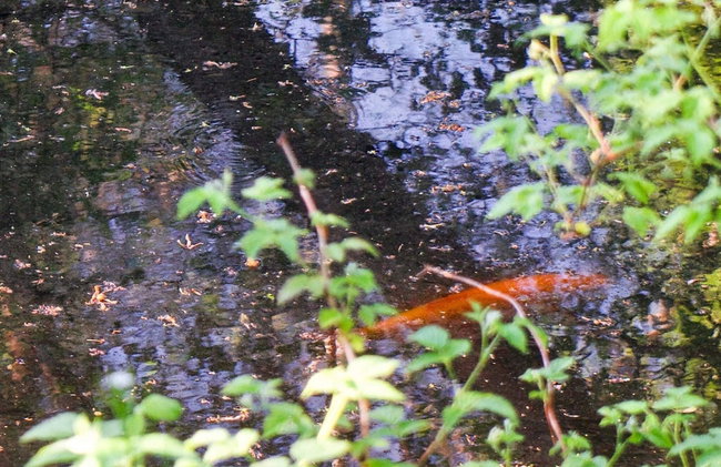 7 Person Holiday Home in Hornbaek-by Traum - Foto 29