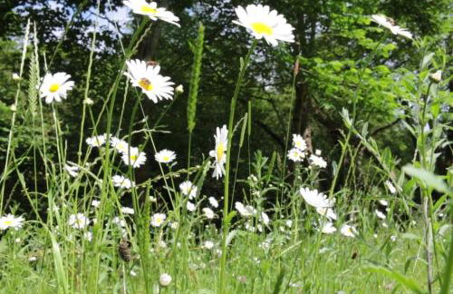 Riverside cottage walking distance into Caernarfon - Photo 38