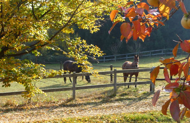 La Bertolina - Foto 28