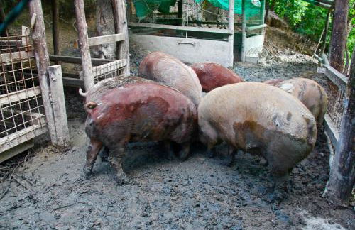 Agriturismo Biologico Villa Rosa - Photo 52