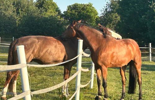 Reitsportzentrum Lichtenholz - Photo 21