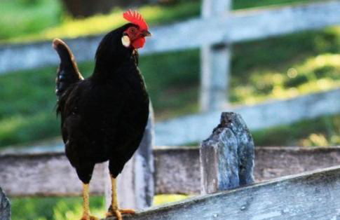 Hotel Fazenda Menino da Porteira - Foto 105