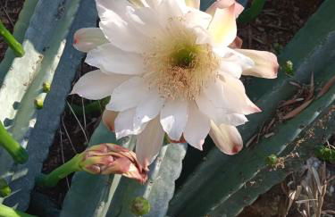 Pontinos Villa - Photo 50