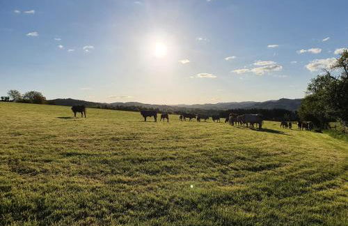 Silbecke Forest View Apartment - Foto 79