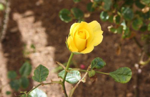 Apartman LAURA 1 - Photo 17