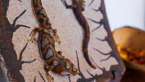 Villa Cactus Piscina Climatizada - Foto 4