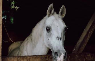 Zagroda Kuwasy - Foto 14