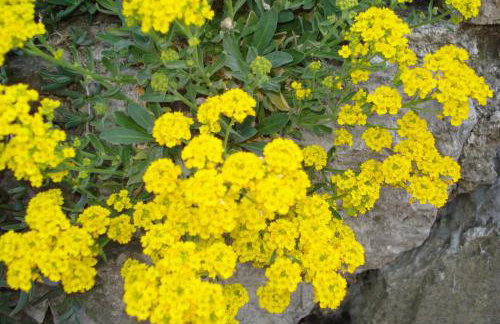 Apartmani Aldo - Foto 6