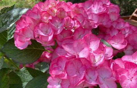 L'Ortensia - Foto 12