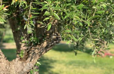 White Olive Villas - Foto 10