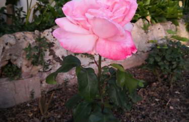 Finca Sa Cova de Mallorca - Foto 10