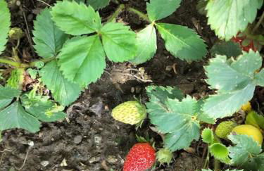 Finca Arep alquiler integro 6 Les Planes - Foto 38