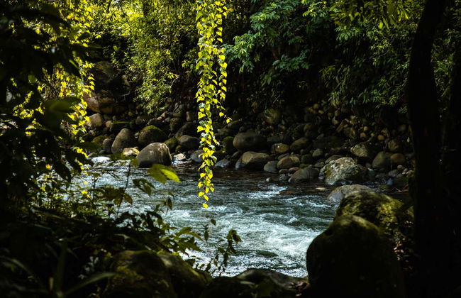 Tour de 2 ou 3 dias pelo Parque Nacional Tortuguero - Foto 7
