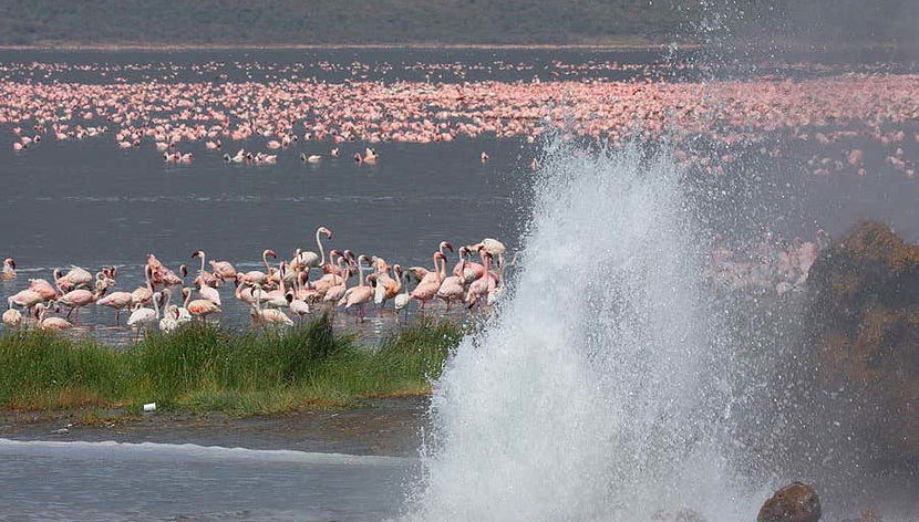 El Lago Bogoria, el paraíso de los flamencos