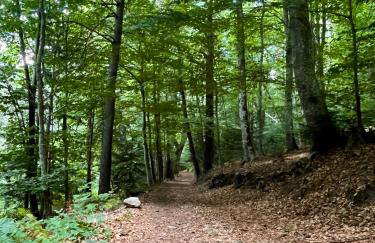 La Forêt suspendue - Gîte nature sur 9ha - option Spa avec vue panoramique - Foto 33