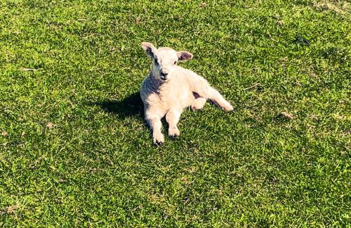 Hobsons Cottage - Foto 44