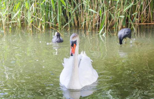 Market House - Foto 43