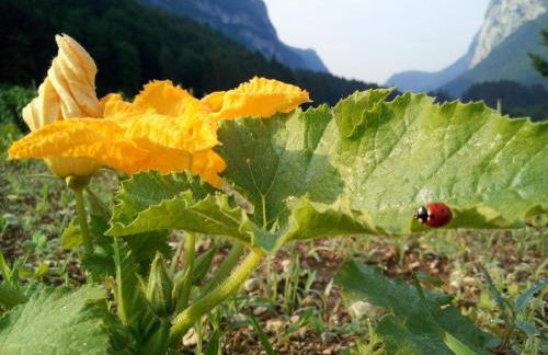 AGRITURISMO MASO PERTENER -adults friendly- - Foto 22