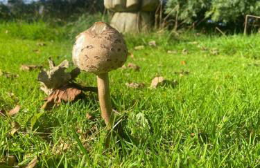 Cwtch Ffynnone Luxury Shepherds Hut - Foto 11