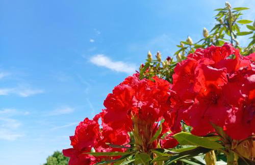 La Gemma Netro - Foto 29