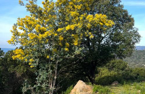 Domaine Mare e Monti - T2 Les Mimosas - Foto 16