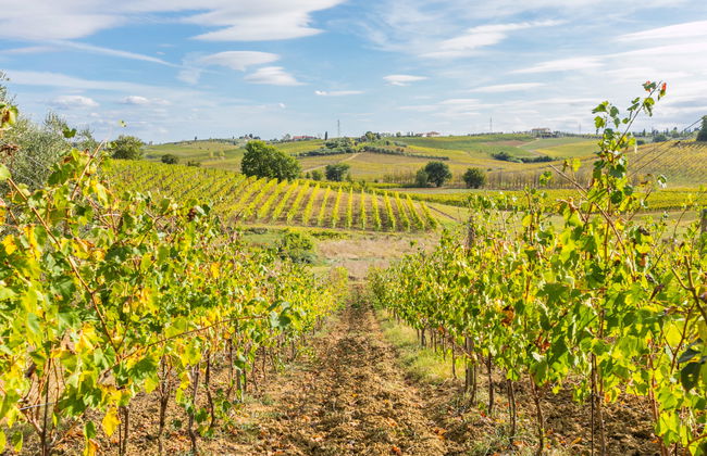 Bellavista - Foto 46